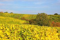 Herbst im Weinberg 2