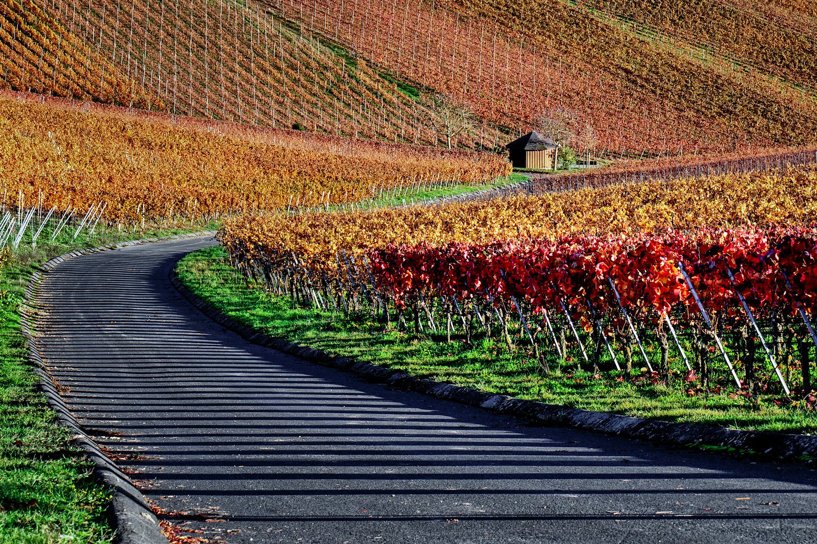 Herbst im Weinberg