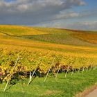 Herbst im Weinberg