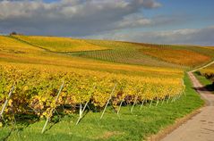 Herbst im Weinberg