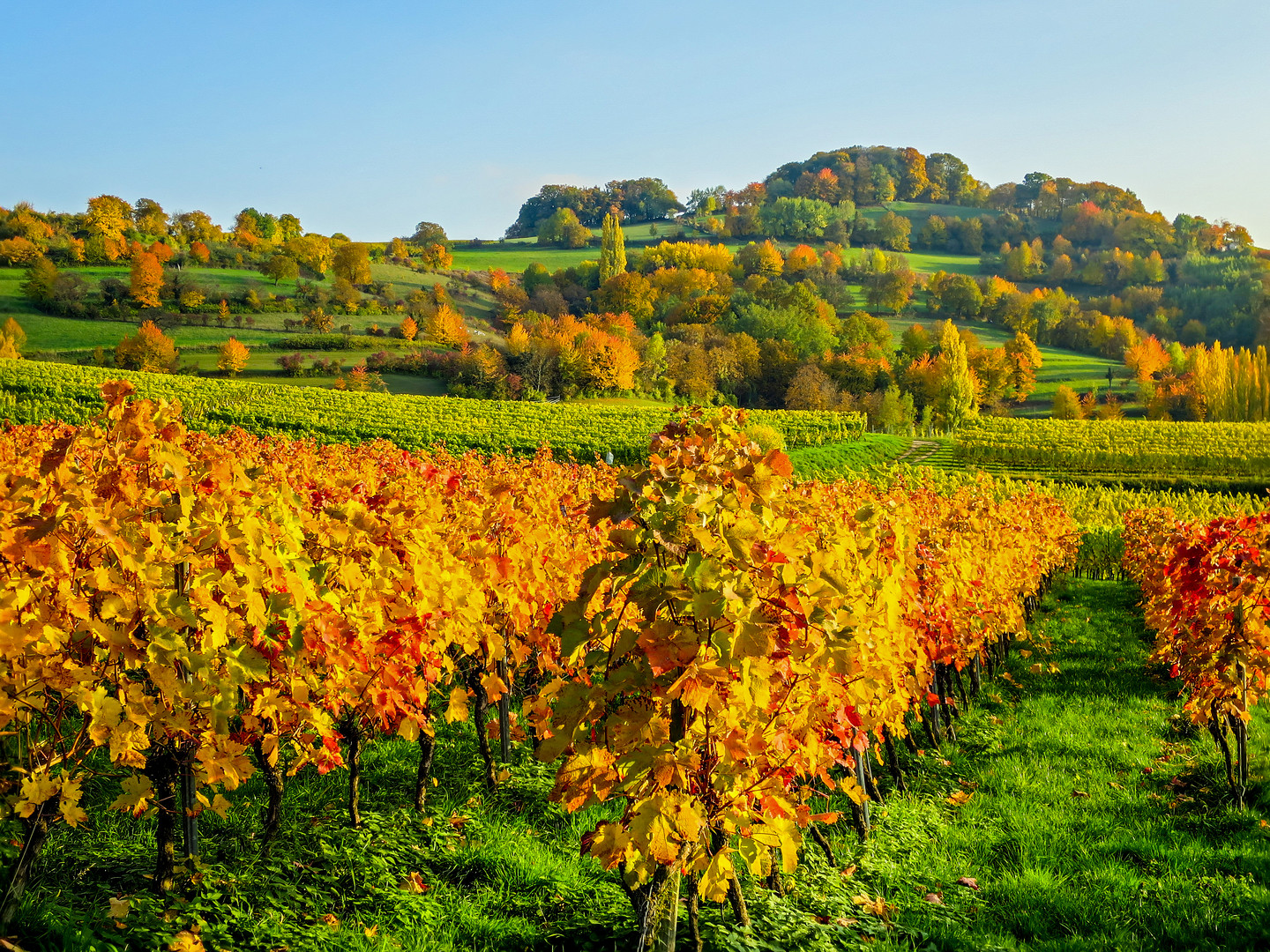 Herbst im Weinberg