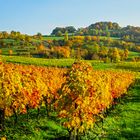 Herbst im Weinberg