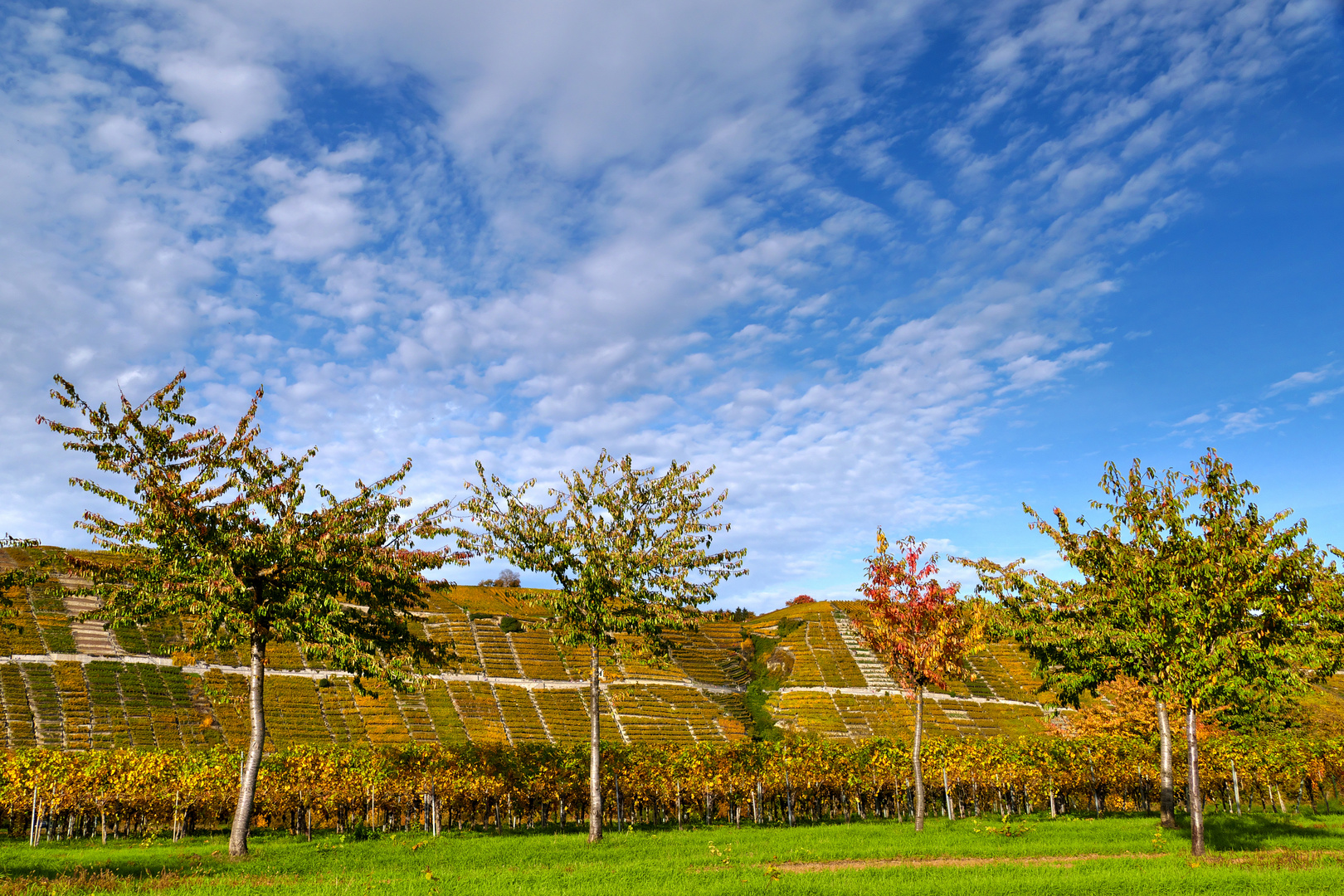 Herbst im Weinberg...