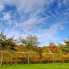 Herbst im Weinberg...