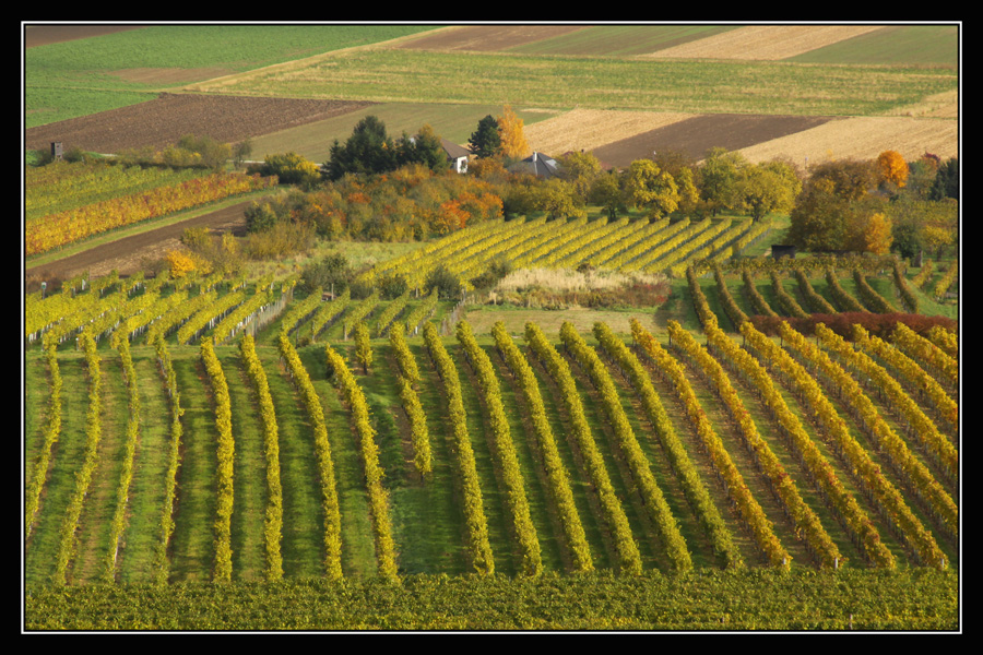 Herbst im Weinberg