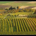 Herbst im Weinberg