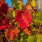 Herbst im Weinberg