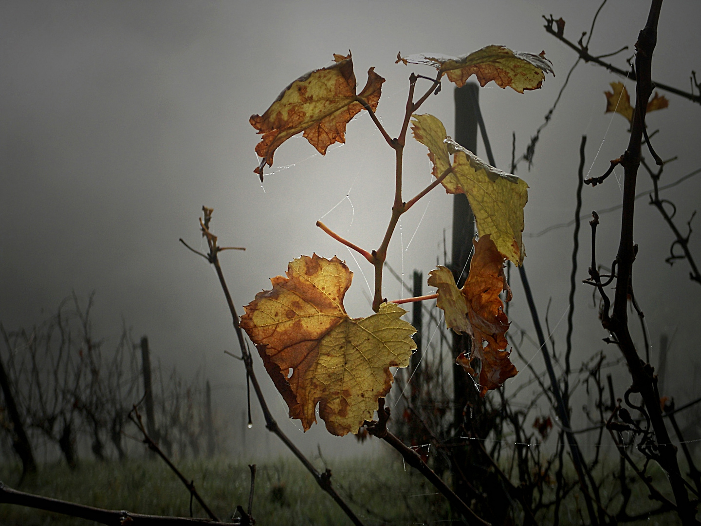 Herbst im Weinberg