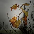 Herbst im Weinberg