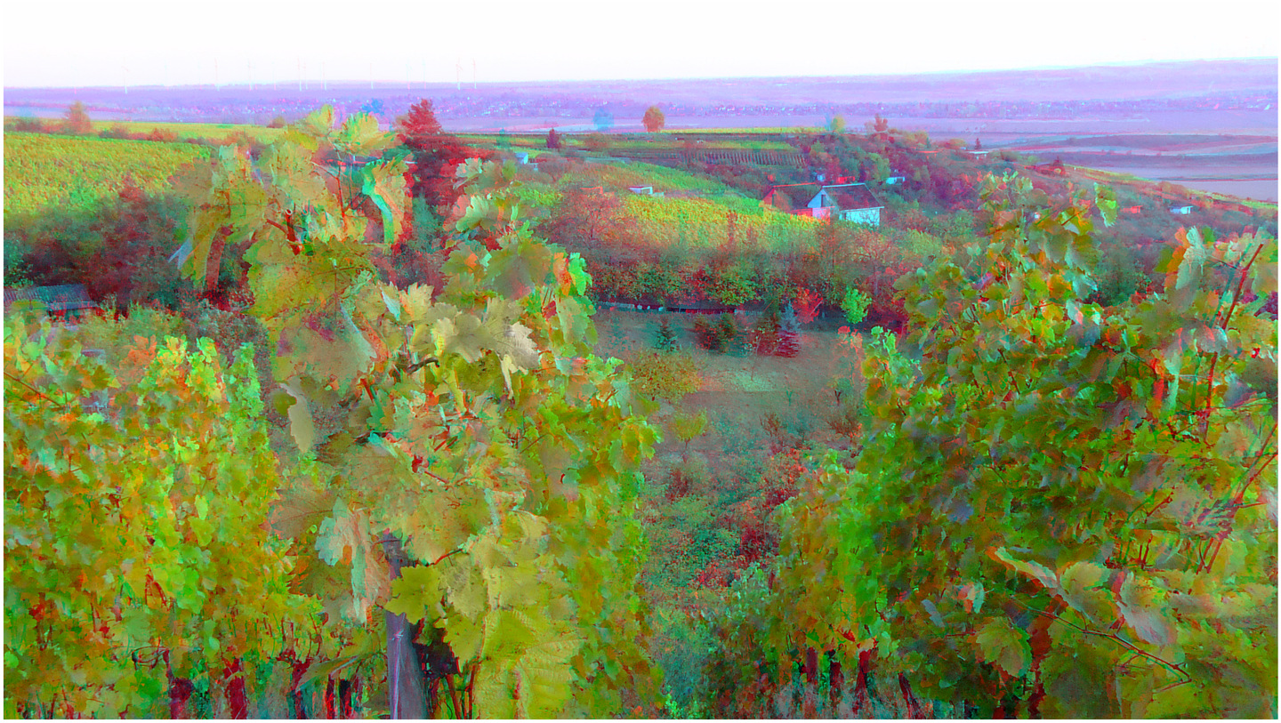 Herbst im Weinberg (3D-Foto)