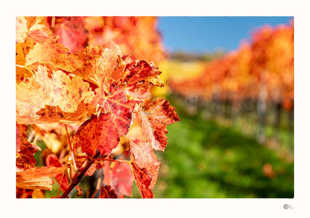 HERBST | Im Weinberg