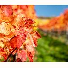 HERBST | Im Weinberg