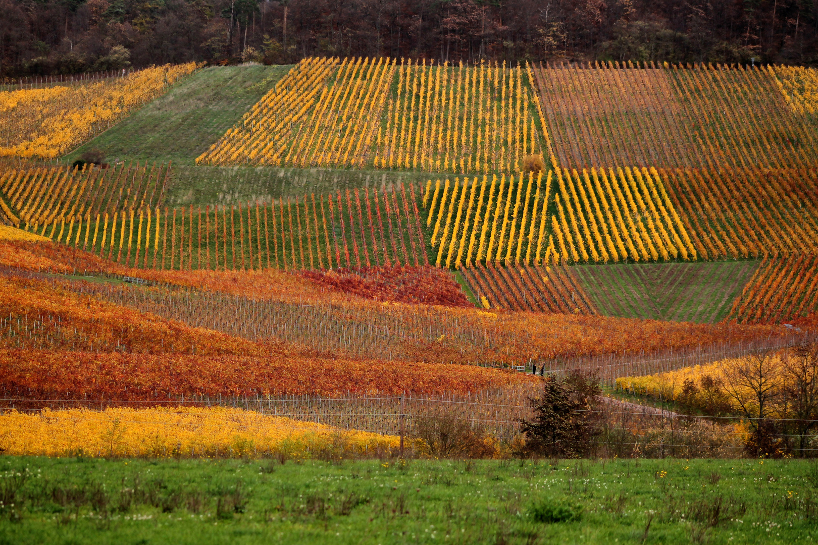 Herbst im Weinberg