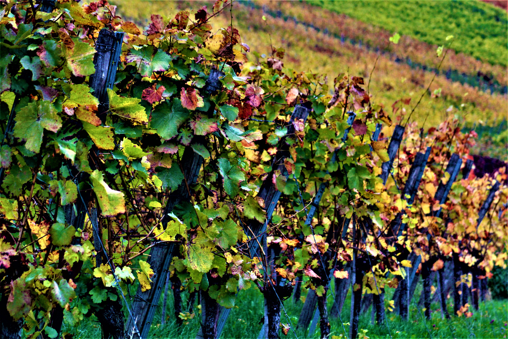 Herbst im Weinberg...