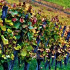 Herbst im Weinberg...