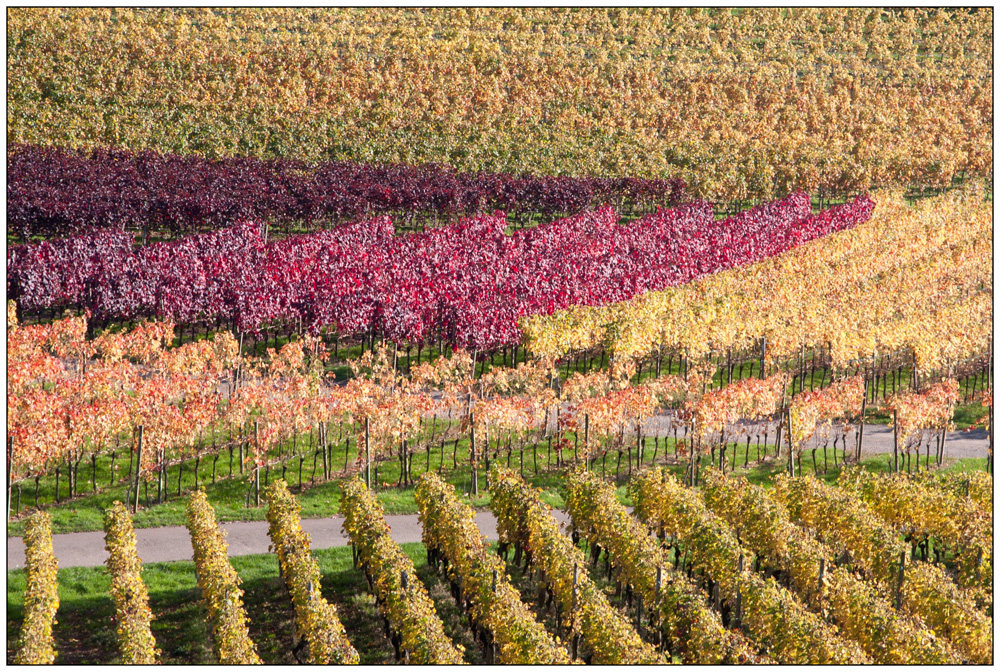 Herbst im Weinberg