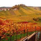 Herbst im Weinberg