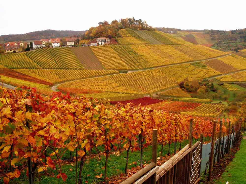 Herbst im Weinberg