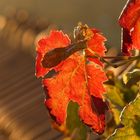 Herbst im Weinberg