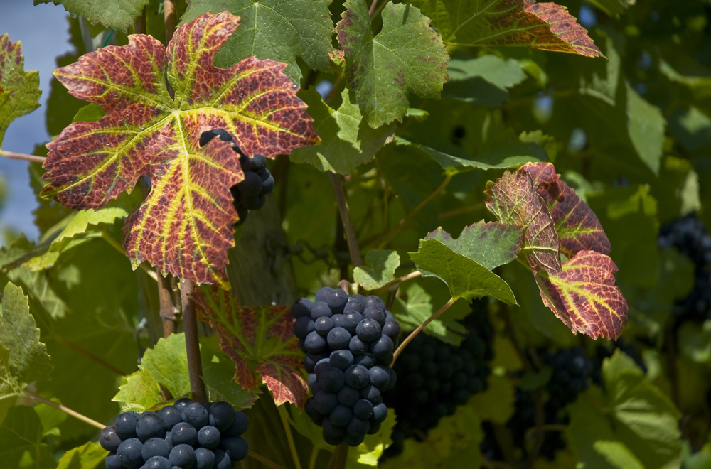 Herbst im Weinberg