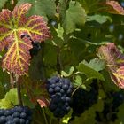 Herbst im Weinberg