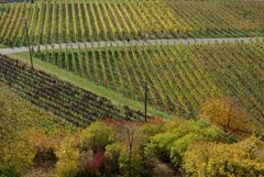 Herbst im Weinberg