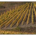 Herbst im Weinberg
