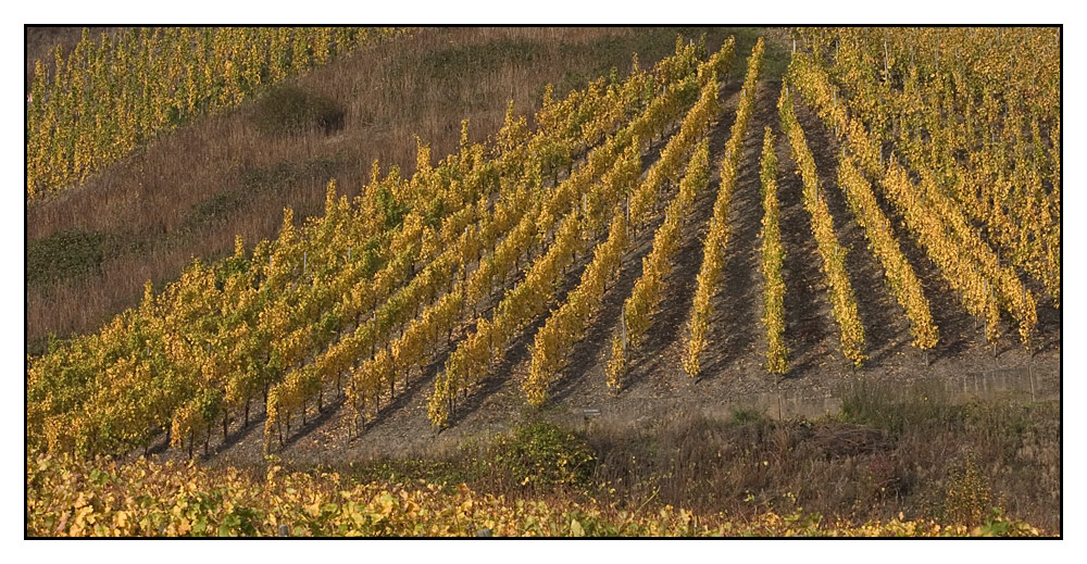 Herbst im Weinberg