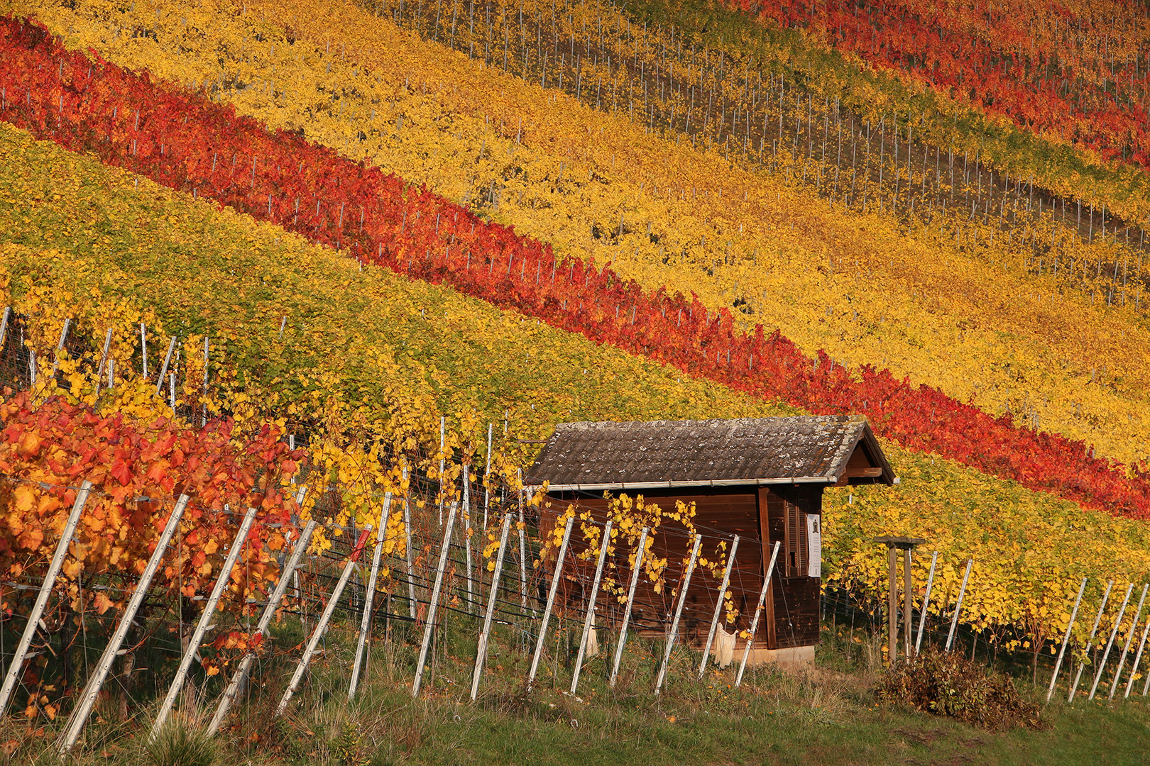 Herbst im Weinberg