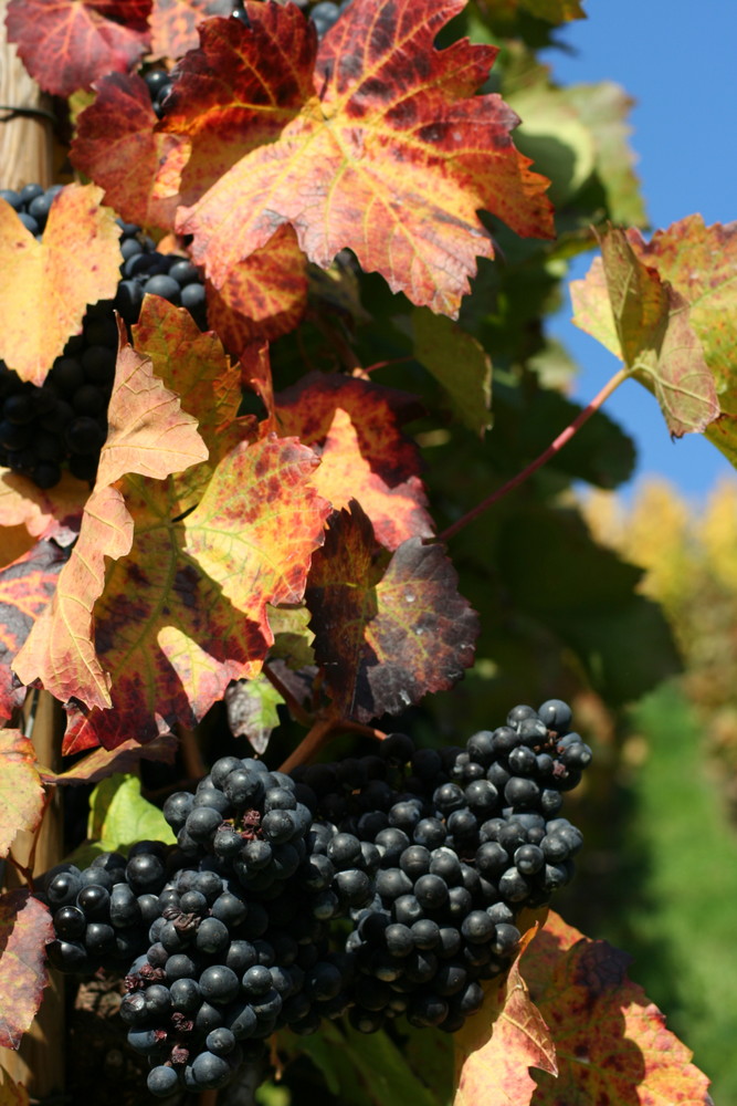 Herbst im Weinberg