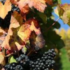 Herbst im Weinberg