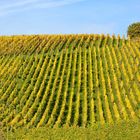 Herbst im Weinberg