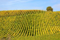 Herbst im Weinberg