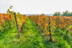 Herbst im Weinberg 68