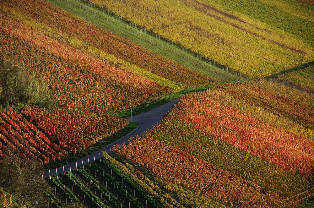 Herbst im Weinberg