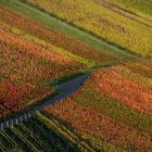 Herbst im Weinberg