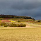 Herbst im Weinberg