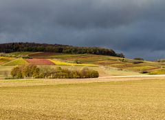 Herbst im Weinberg