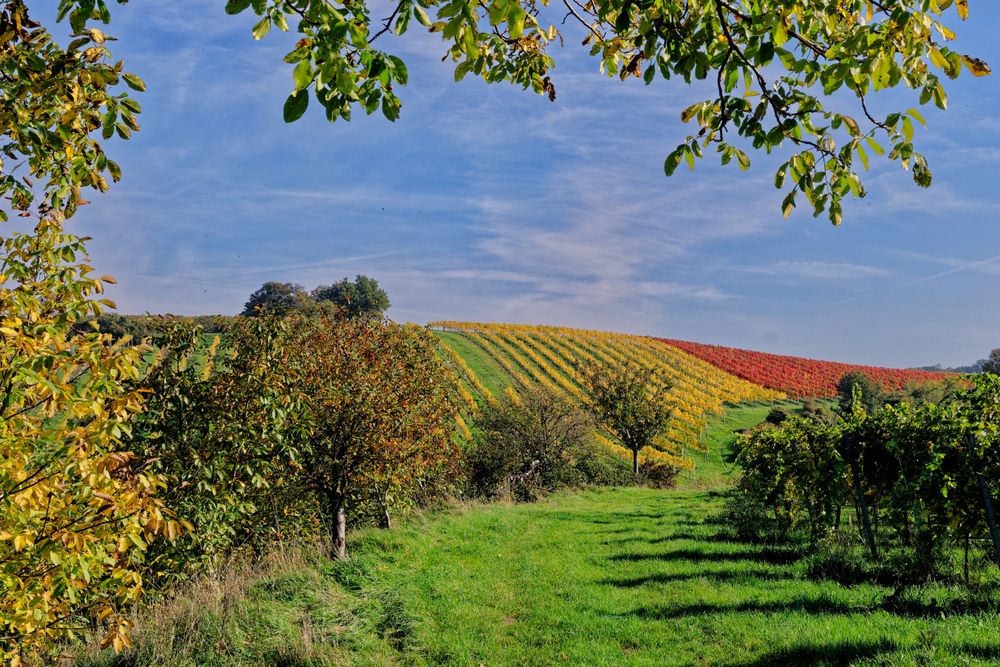 Herbst im Weinberg 