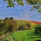 Herbst im Weinberg 