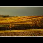 Herbst im Weinberg