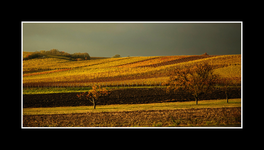 Herbst im Weinberg