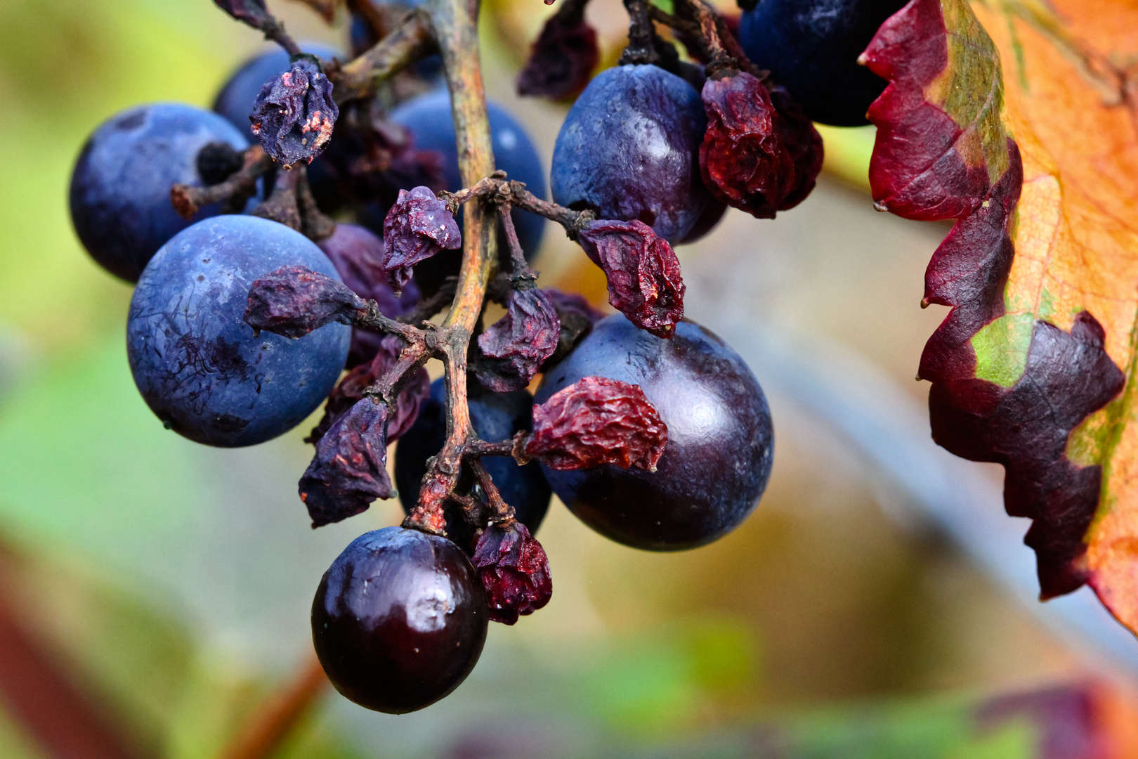 Herbst im Weinberg