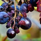 Herbst im Weinberg