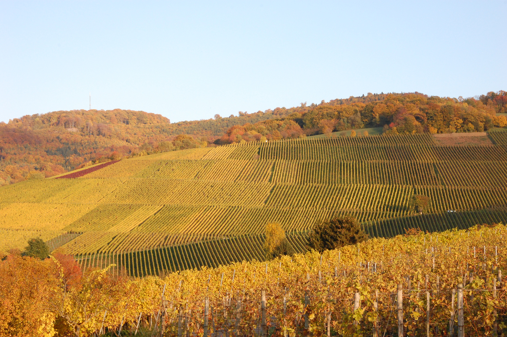 Herbst im Weinberg