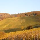 Herbst im Weinberg