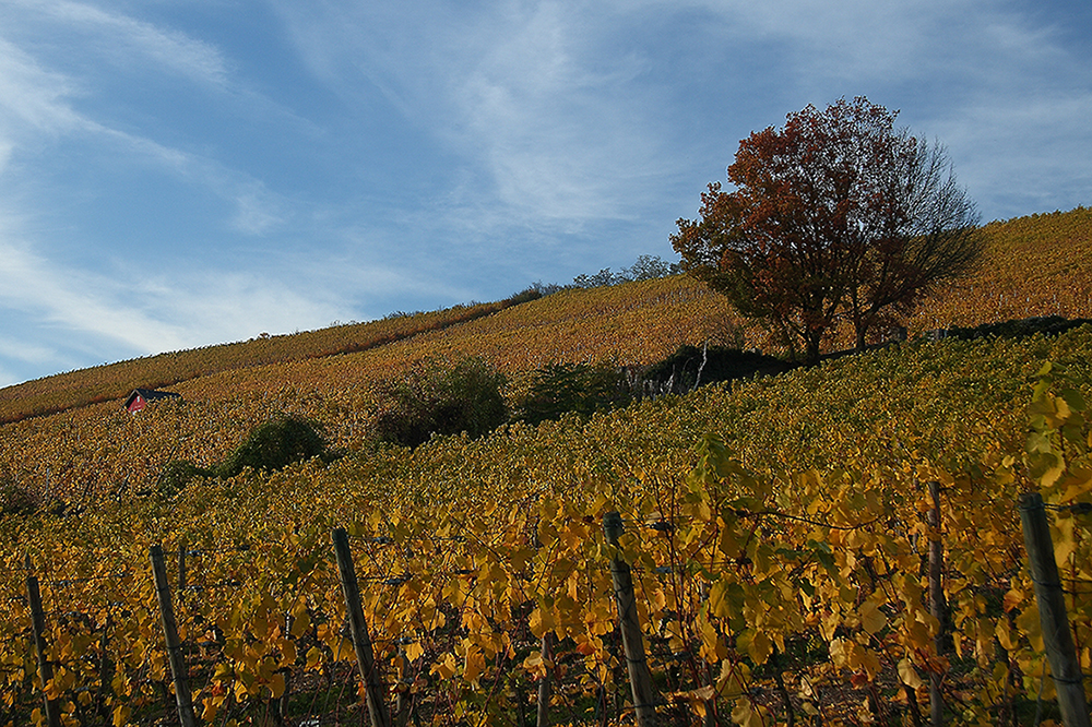 Herbst im Weinberg