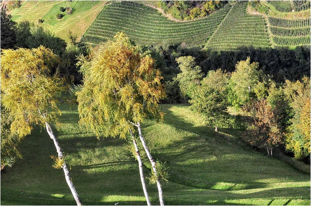 HERBST IM WEINBERG