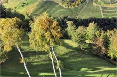 HERBST IM WEINBERG