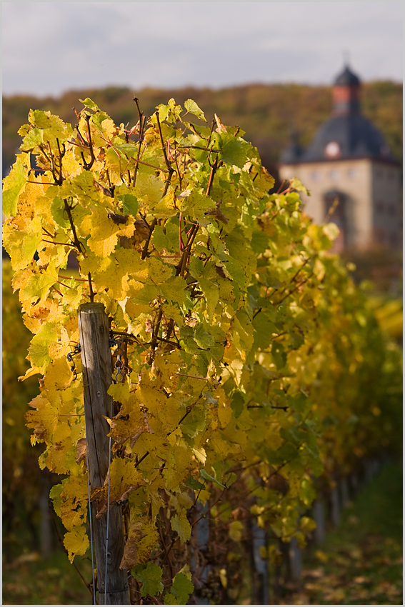 Herbst im Weinberg